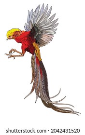 drawing golden pheasant, rare birds collection, art.illustration, vector