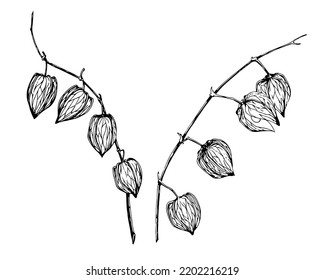 Zeichnung des goldenen Physalis. Vektorhandgezeichnete Illustration von Obst. Skizze der Herbstbeere. Botanische Tinte, schwarz, auf weißem Hintergrund