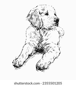 Drawing of Golden Retriever Puppy