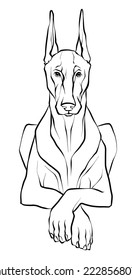 Drawing, a graceful Doberman dog lying in a Sphinx pose. Illustration of a black and white sketch.