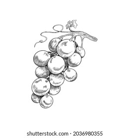 Drawing of grape bunch in sketch style. Fruit plant for healthy food or production of wine. Vector illustration isolated on white.