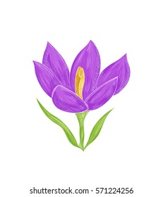 drawing in graphic style crocus, vector illustration of a flower on a white background