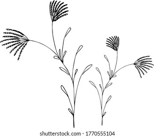 Drawing of a grass plant during flowering.