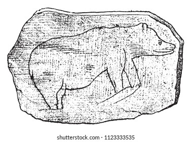 Drawing of great Bears on a stone collected in the cave of Massat., vintage engraved illustration. From Natural Creation and Living Beings.
