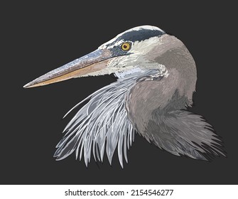 Drawing Great Blue Heron Head, Long Beak, Art.illustration, Vector