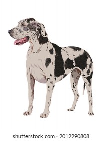 drawing great dane dog, art.illustration, large dog, vector