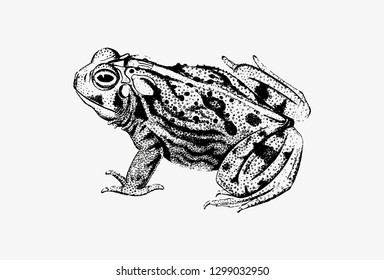 Drawing of great plains toad