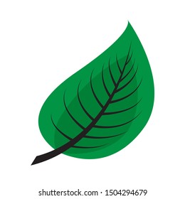 drawing a green leaf on a white background.