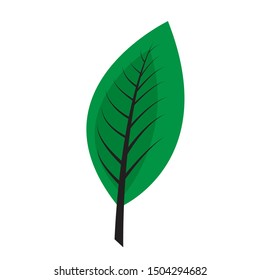 drawing a green leaf on a white background.