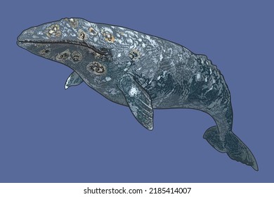 Drawing grey whale, cetacean, art.illustration, vector