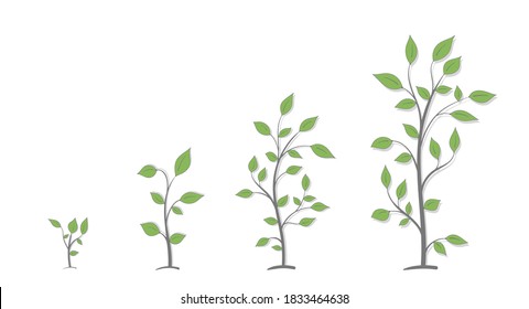 Drawing of the growth process of a plant with green leaves from small to large on a white background