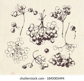 Drawing of guelder rose fruits also known as water elder, cramp bark, snowball tree and common snowball