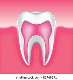Drawing of the gums and tooth enamel