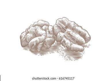 Drawing of halves of walnut on the white