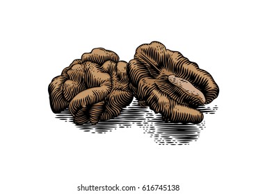 Drawing of halves of walnut on the white
