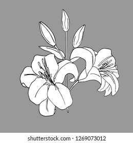 drawing hand Lily in black and white, you can paint as you wish