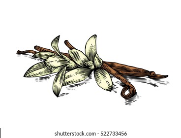 Drawing Of Handfull Of Vanilla Sticks With Flowers