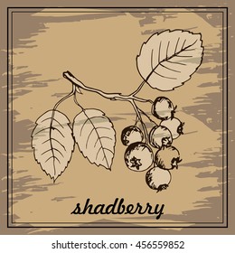 Drawing hands Saskatoon for traditional medicine,cooking or gardening labels. Vector illustration shadberry.