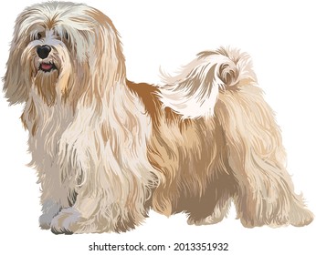 drawing havaneser puppy, art.illustration, funny dog, vector