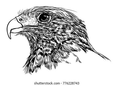 Drawing hawk vector