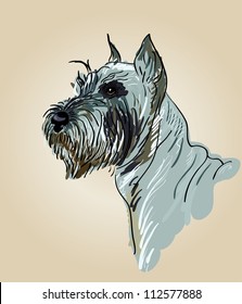 Drawing head of a dog breed terrier, vector