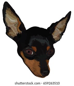 Drawing Head Of Pinscher Mini Doberman 