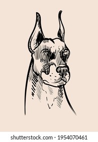 Drawing of the head of a severe doberman sketch