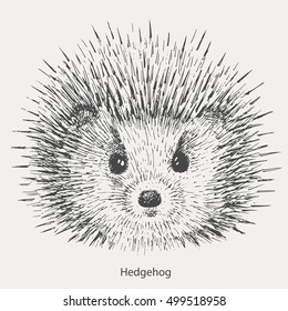 drawing the hedgehog.vector