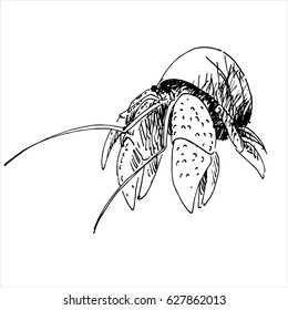 drawing hermit crab on white background