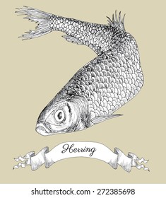 Drawing with herring and vignette banner, hand drawn graphic illustration