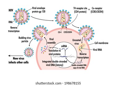 Drawing Of HIV Virus Infection