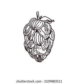 Drawing of hop flower isolated on white, beer hop hand drawn illustration, line art