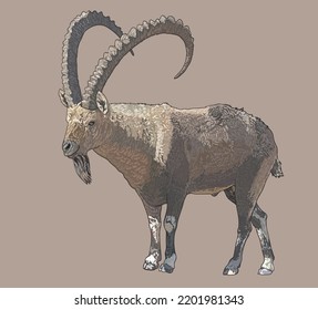 Drawing horn nubian ibex, mounthain goat, longhorn, art.illustration, vector