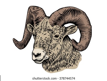 Drawing of horned head of ram on the white background