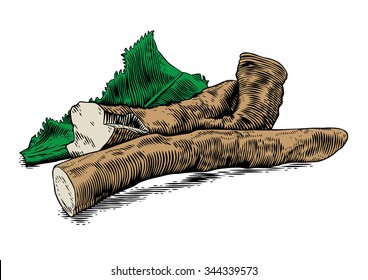 Drawing of horseradish with the leaf