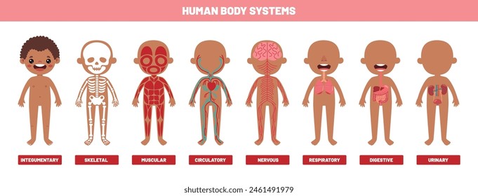 Drawing Of Human Body Systems