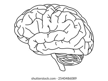 Dibujo del cerebro humano con cerebelo