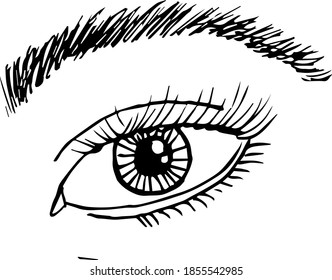 Drawing of the human eye. Sketch of the eyes.