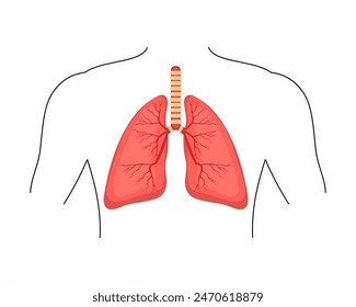 Drawing of the human lungs anatomy Lungs trachea bronchi and bronchioles vector illustration