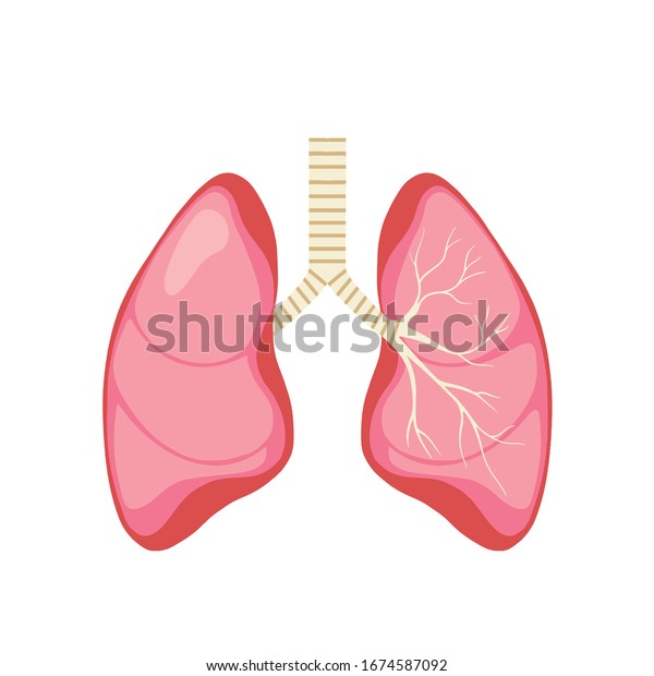 Drawing of the human lungs. Anatomy\
vector illustration on white background. Lungs, trachea, bronchi\
and bronchioles. Contains\
transparencies.