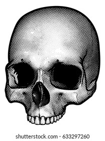 A drawing of a human skull in a vintage retro woodblock etched or engraved style