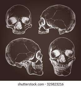 Drawing Of Human Skulls On Chalkboard