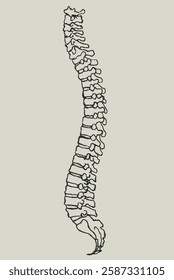 Drawing of human spine, skeleton bones, human anatomy