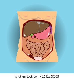 Drawing of a human torso cavity showing internal organs. Vector illustration.