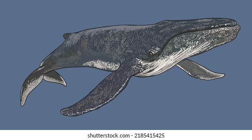 Drawing humpback whale, cetacean, art.illustration, vector