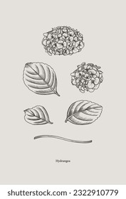 Drawing of hydrangeas, leaves, bud, flower. Vector