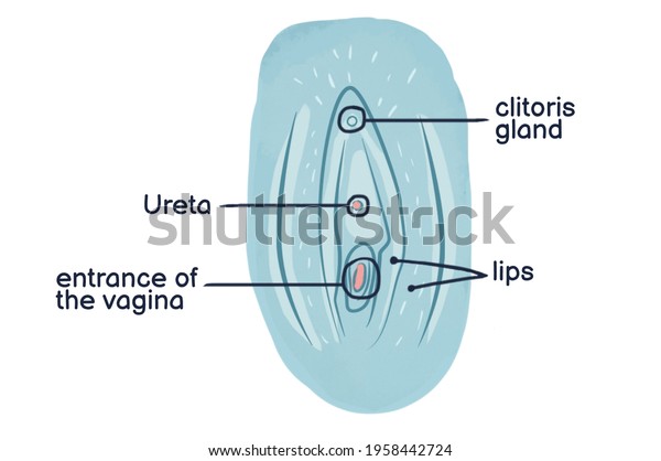 Drawing Illustrating Vagina Watercolor Drawing Shutterstock