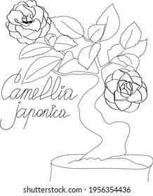 Drawing illustration of camellia japonica flower. Black and white on a white background.
