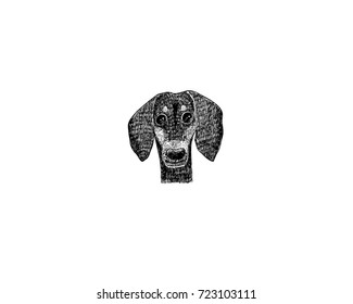 drawing illustration of dachshund dog cartoon pencil and charcoal on paper art and pastel black sketch on white background