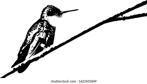 Drawing, illustration of the silhouette of a hummingbird perched on a branch. Vector in EPS 8 format. Monochromatic background